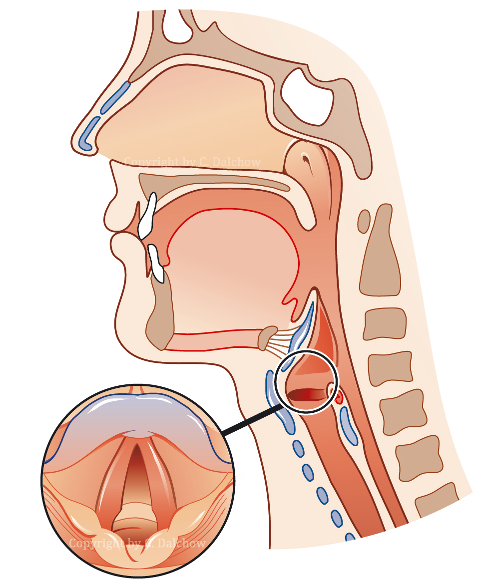 Anatomie des Halses — Laryngologie