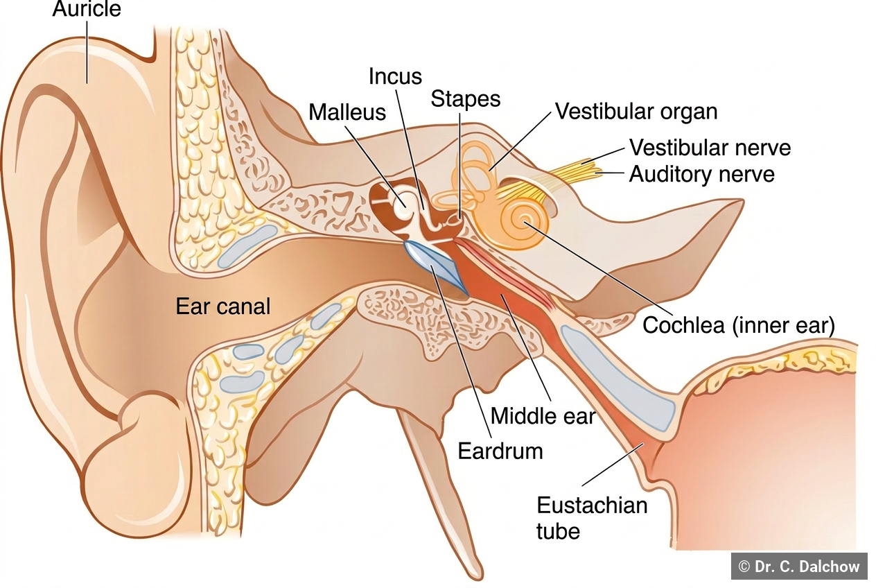 Anatomy of the ear with labels of the main structures