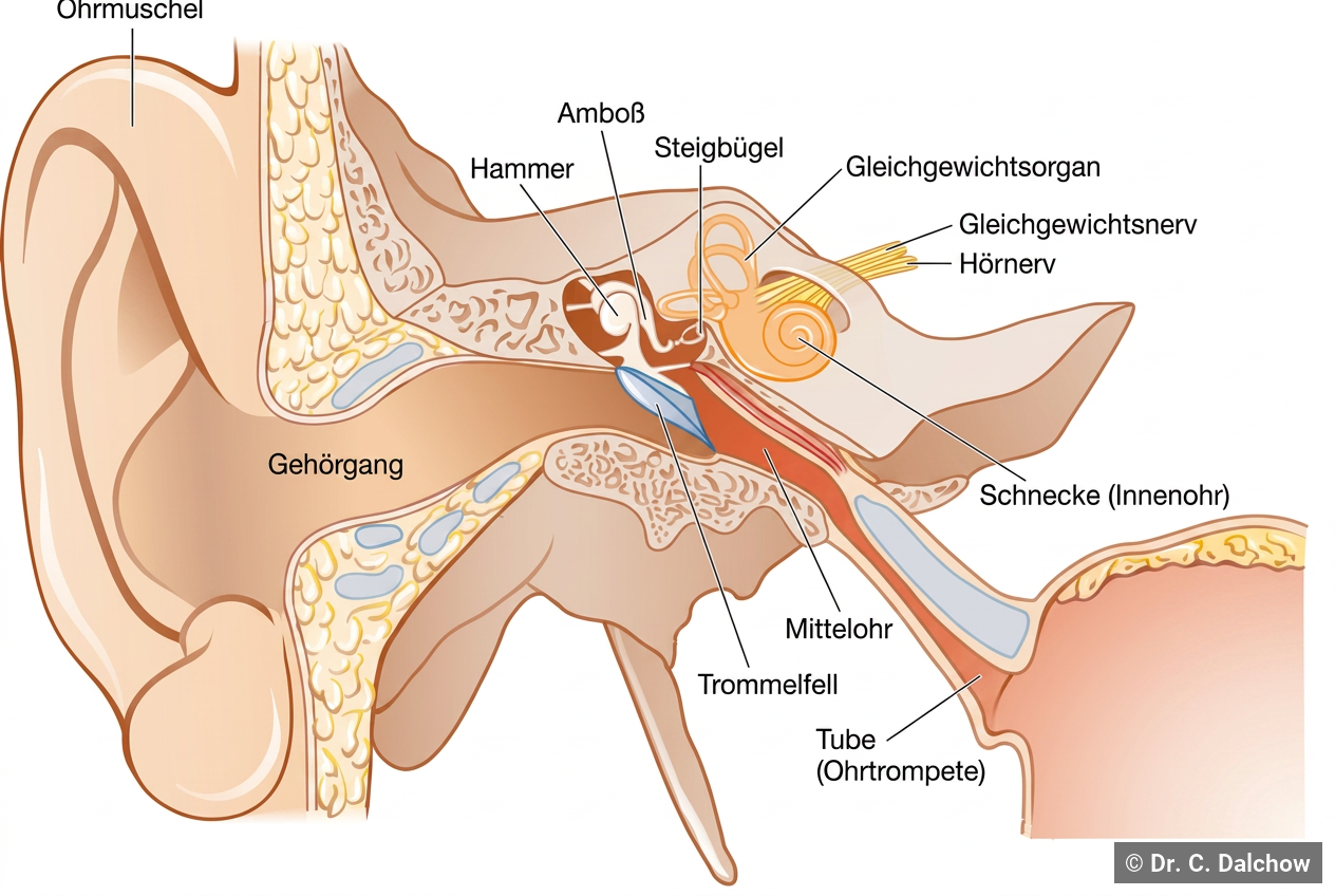 Anatomie des Ohres mit Beschriftung der wichtigsten Strukturen